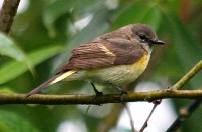 American Redstart   391