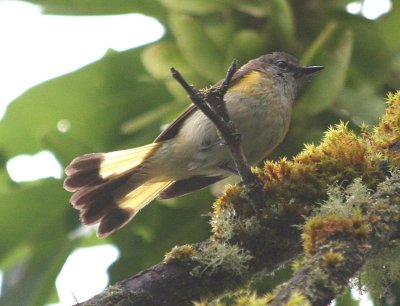 American Redstart   391