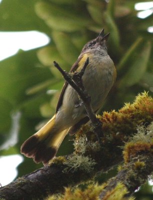 American Redstart   391