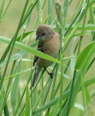 Lazuli Bunting female  434