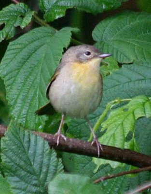 Common Yellowthroat  397