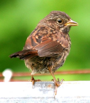 Song Sparrow  419