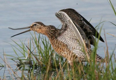 Long-billed Dowitcher  182