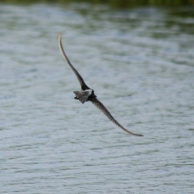 Long-billed Dowitcher  182