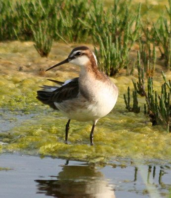 Wilson's Phalarope  184