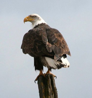 Bald Eagle  111
