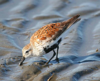 Dunlin  176