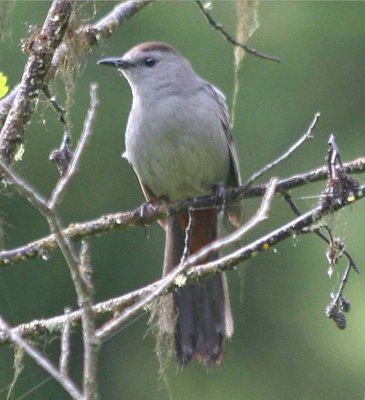 Gray Catbird  358