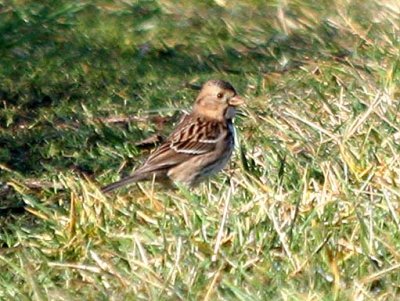 Harris's Sparrow  423