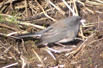 Slate-colored Dark-eyed Junco 426