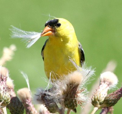 American Goldfinch  464