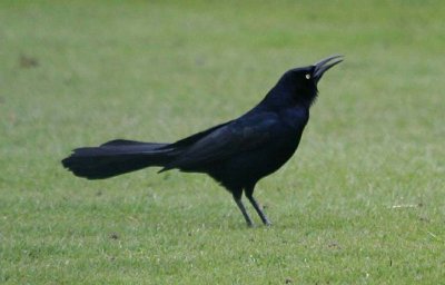 Great-tailed Grackle  445