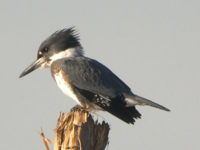 Belted Kingfisher  268