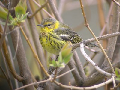 Cape May Warbler 379