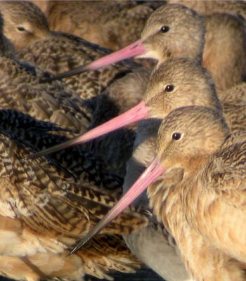 Marbled Godwit 161