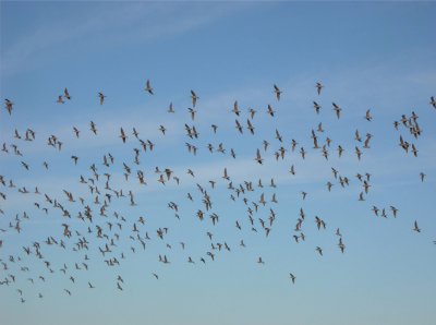 Marbled Godwits 161 & Bar-tailed Godwit 160