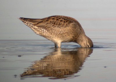 Long-billed Dowitcher  182