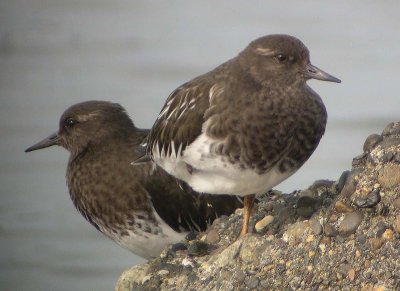 Black Turnstone 163