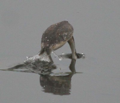 Western x Clark's Grebe 69