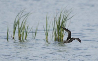 Long-billed Dowitcher  182