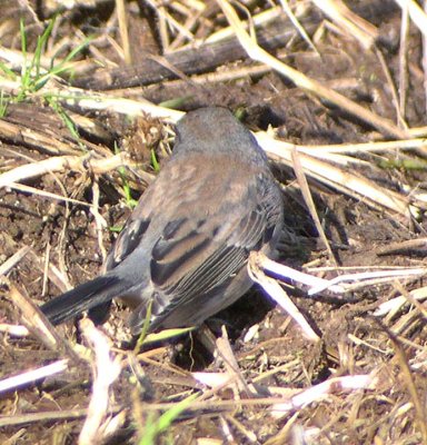 Slate-colored Dark-eyed Junco 426