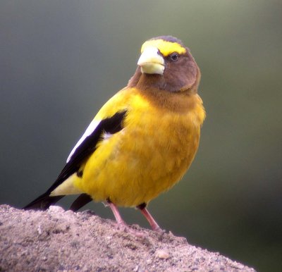 Evening Grosbeak  465