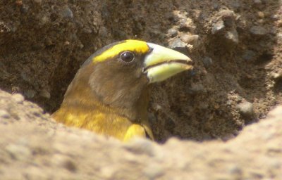 Evening Grosbeak  465