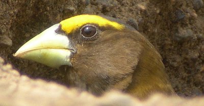 Evening Grosbeak  465