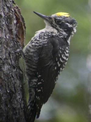 American Three-toed Woodpecker  278