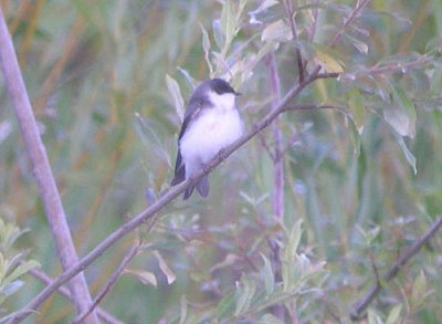 Tree Swallow   322