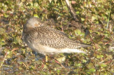 Lesser Yellowlegs 148