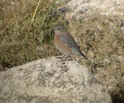 Western Bluebird  347