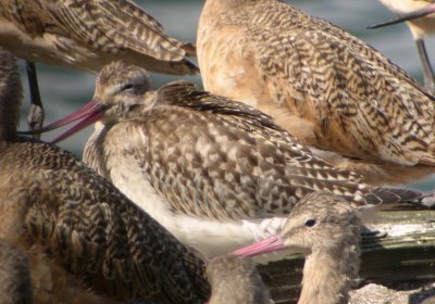 Bar-tailed Godwit 160