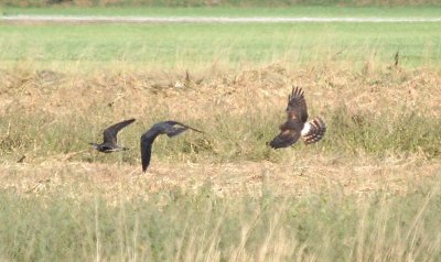 Northern Harrier & 2 Peregrine Falcons 128