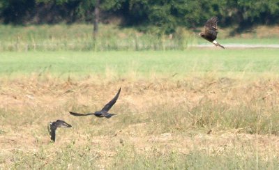 Northern Harrier & 2 Peregrine Falcons 128
