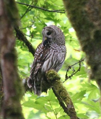 Barred Owl  251