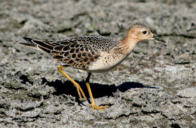 Buff-breasted Sandpiper  179