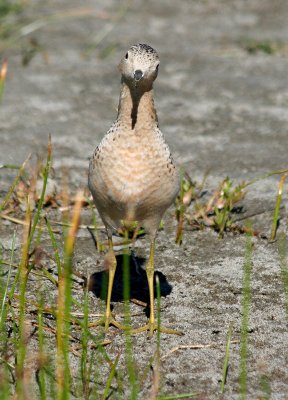 Buff-breasted Sandpiper  179