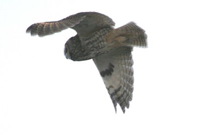 Long-eared Owl  253