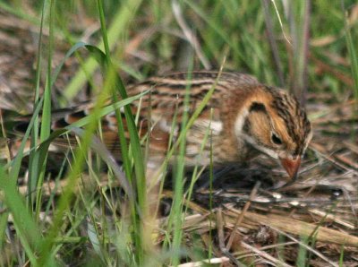 Lapland Longspur  427