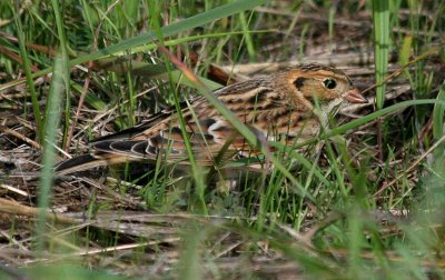 Lapland Longspur  427