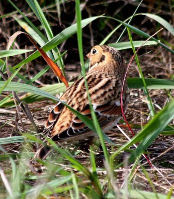 Lapland Longspur  427