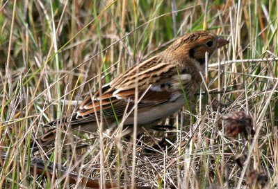 Lapland Longspur  427