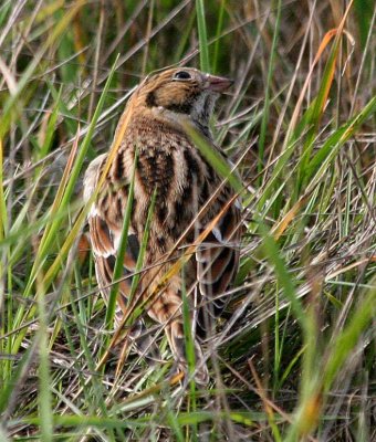 Lapland Longspur  427