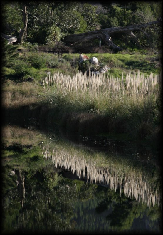 Farm pond