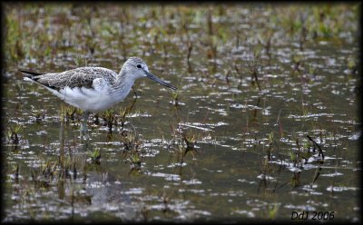 Groenpootruiter (Common Greenshank)