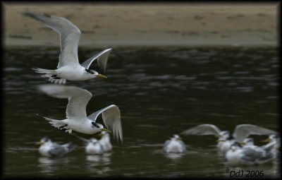 Geelbek Sterretjie (Swift Tern)