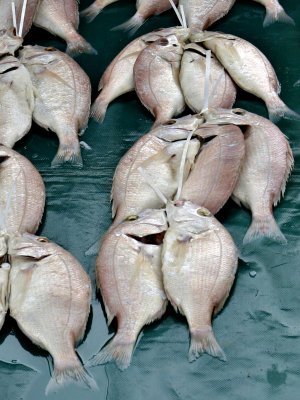 Red snappers