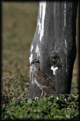 Crowned plover chick