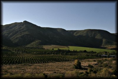 Baviaanskloof - Citrus farm